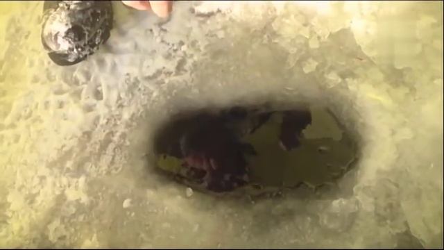 Лещ и подлещик на мотыля смотреть онлайн