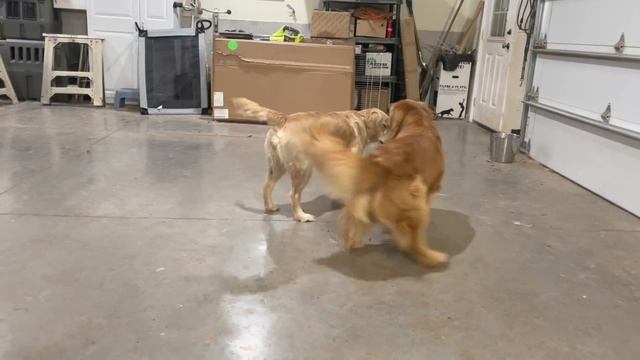 Dog Mating Naturally - Golden Retrievers Achieve Breeding Tie