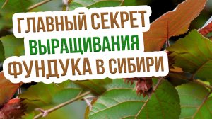 Фундук в Сибири - особенности выращивания. Лесной орех в Сибири