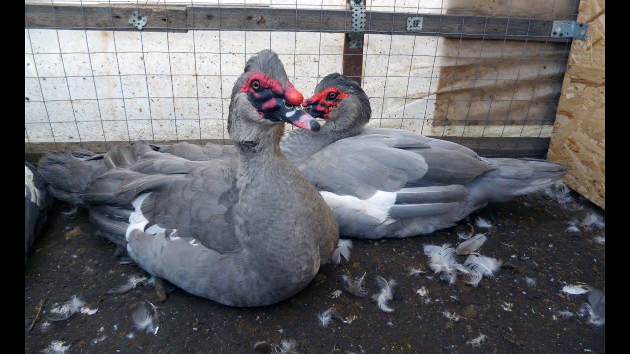 Лавандовые и голубые утки и селезни на продажу смотреть онлайн