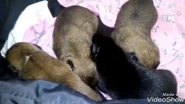 Отдам щенков в добрые руки в приют? Но это неточно:) смотреть онлайн