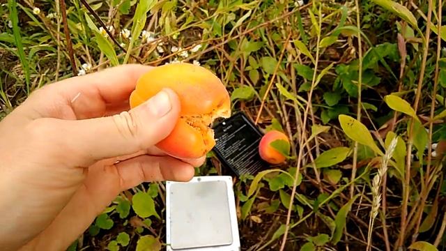 Абрикос Харостар смотреть онлайн