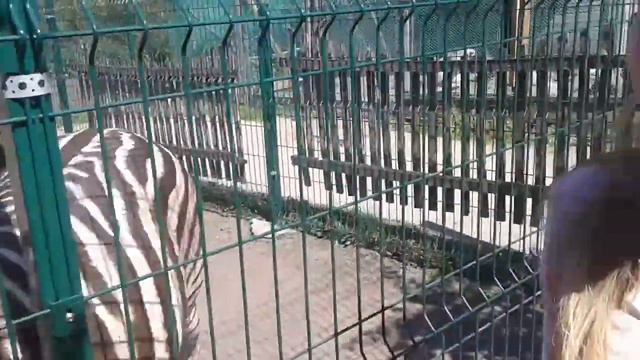 ЗЕБРА смотреть онлайн