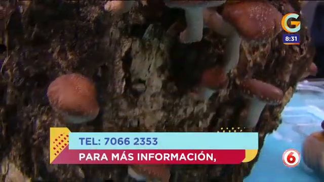 Las propiedades de los hongos Shiitake смотреть онлайн