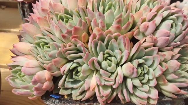 多肉植物资料32-紫罗兰女王 Echeveria Violet Queen смотреть онлайн