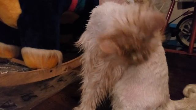 Душ после стрижки смотреть онлайн