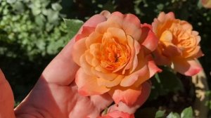 Роза Самаритан в кашпо, первогодка ???