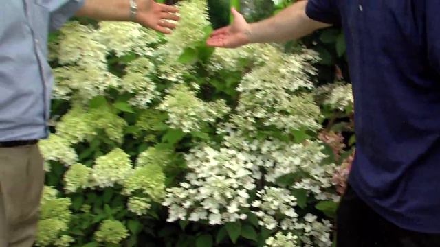 Hydrangea Fest смотреть онлайн
