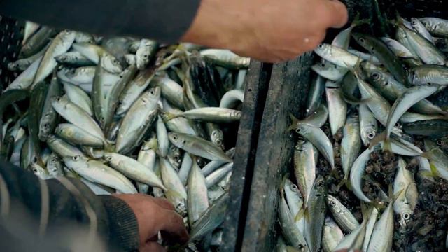 Черноморка. Вылов рыбы, Миколаївка, Одеська область - фіналіст премії «Пальмова Гілка 2020-2021» смотреть онлайн