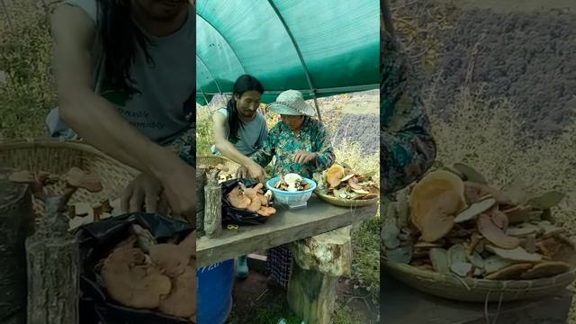 Story of Ganoderma Lucidum by Farmer & I смотреть онлайн