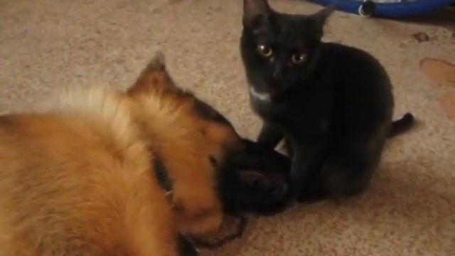 прикол кошка залезла в ухо смотреть онлайн