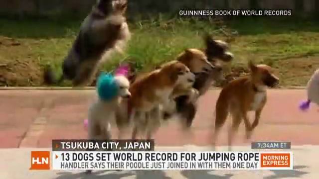 Dogs jumping rope set record смотреть онлайн