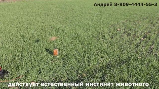 Манок своими руками,приманка на хищника.zava-manok.ru смотреть онлайн