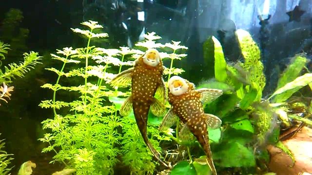 Ancistrus Females Fighting самки анциструсы дерутся
