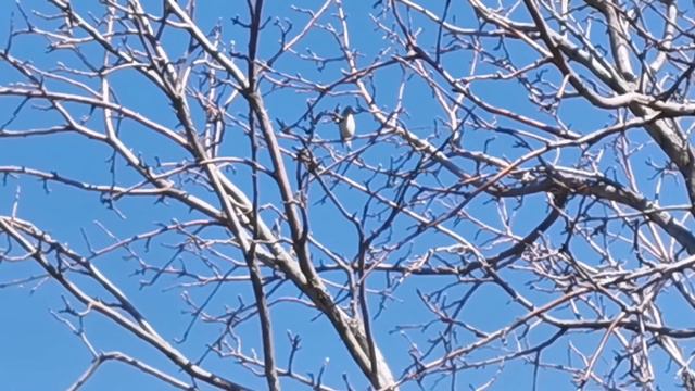 СНТ Мечта, апрель 2021 смотреть онлайн