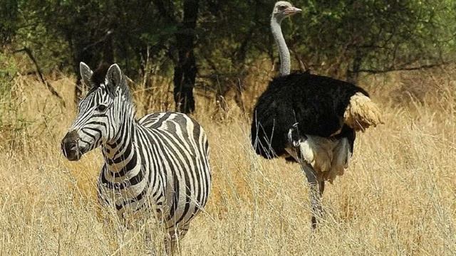 Почему Страус не летает? Валентин Постников. смотреть онлайн