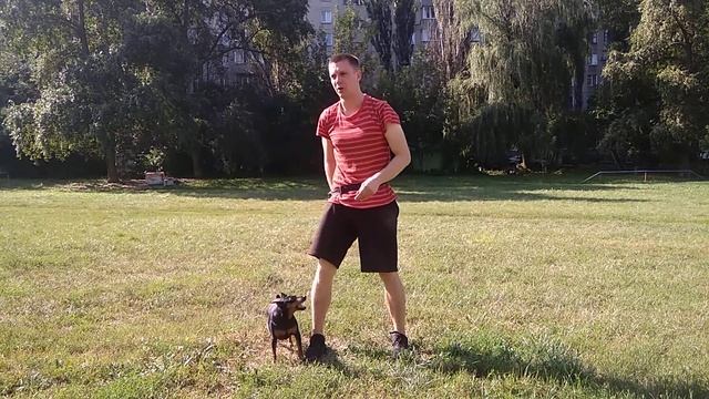 Дрессировка цвергпинчера| Как дрессировать цвергпинчера | Порода цвергпинчер смотреть онлайн