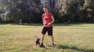 Дрессировка цвергпинчера| Как дрессировать цвергпинчера | Порода цвергпинчер