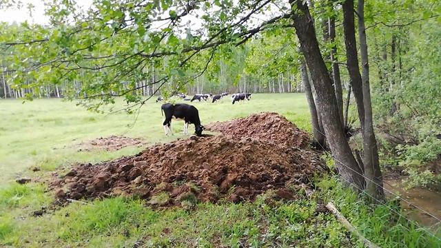 Бык пасется в электропастухе смотреть онлайн