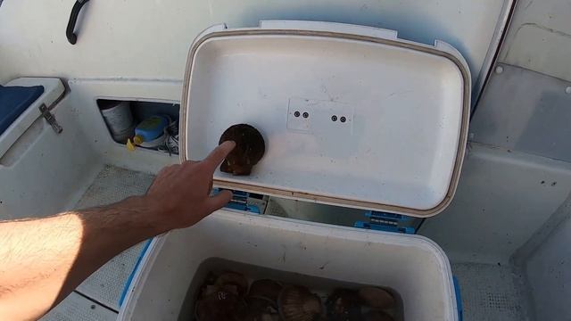 Морской гребешок в законе ! смотреть онлайн