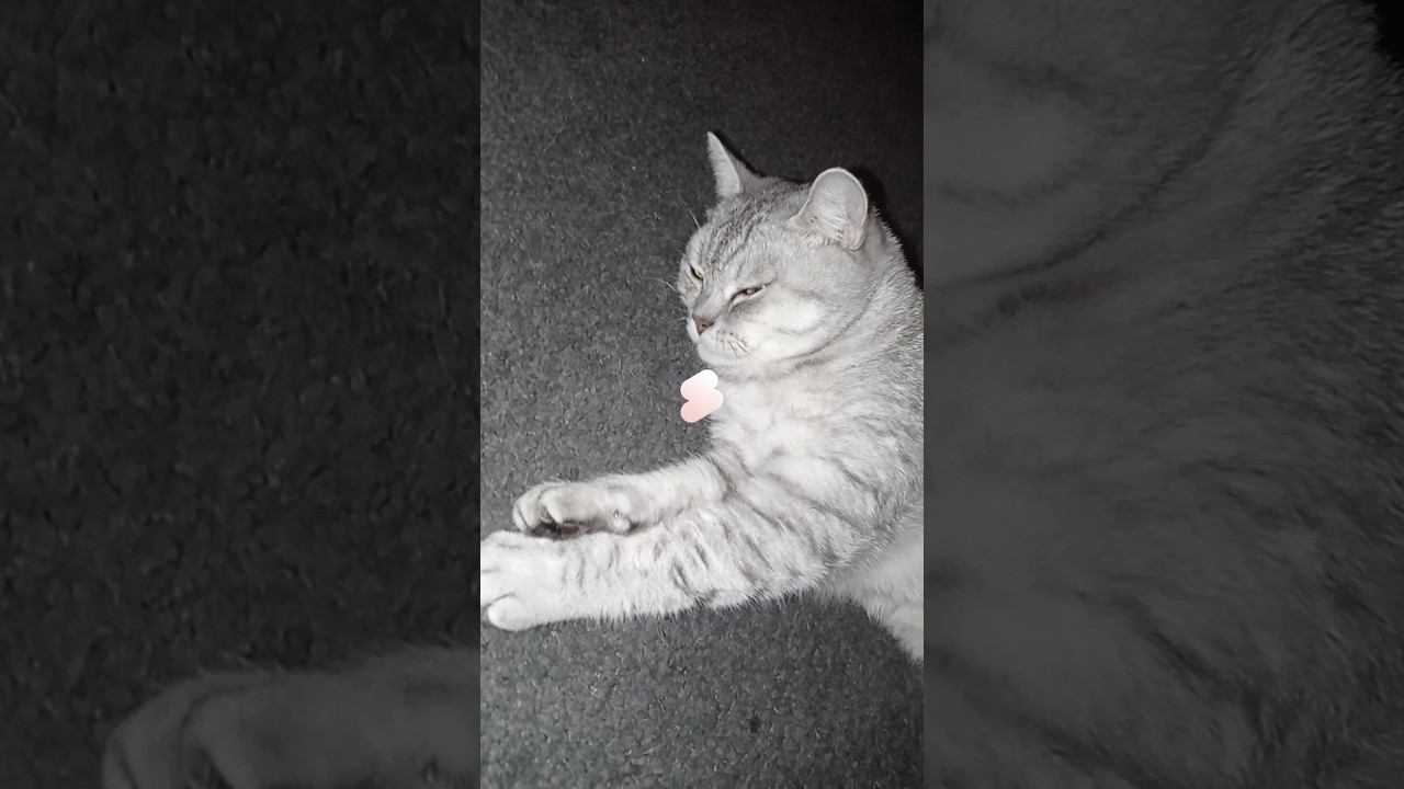 Кот дымка #shorts смотреть онлайн