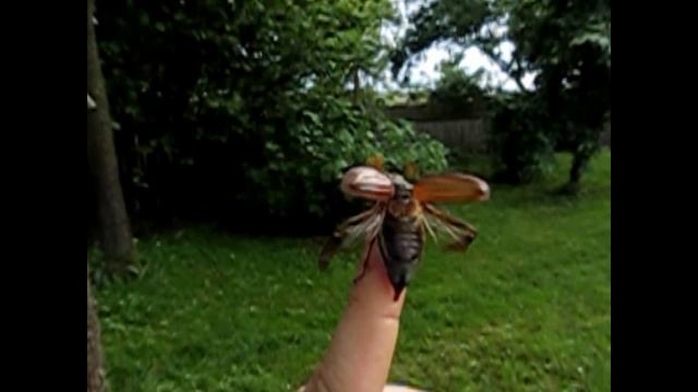 Canon powershot sx 220 hs - slow motion смотреть онлайн