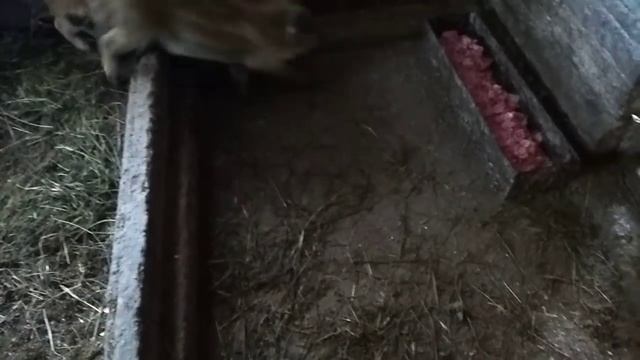 Сарайные новости часть 1