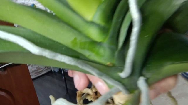 Орхидея. Как пересадить ОРХИДЕЮ. Как омолодить орхидею смотреть онлайн