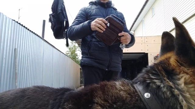 Покажу как собака выполняет команду апорт и новая кожаная сумка с али смотреть онлайн