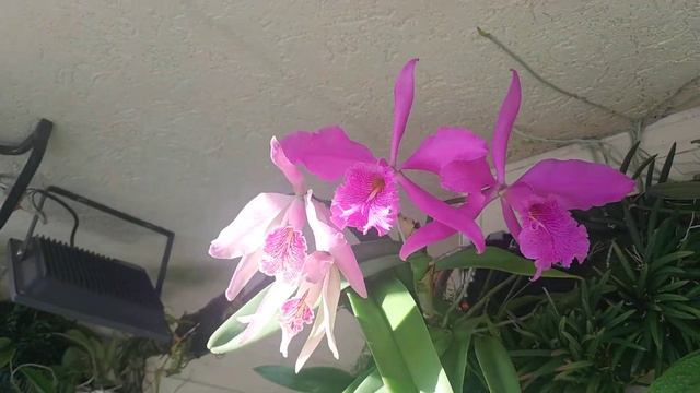 Дебют Cattleya Simone Sander (C. labiata x C. Remy Chollet) смотреть онлайн
