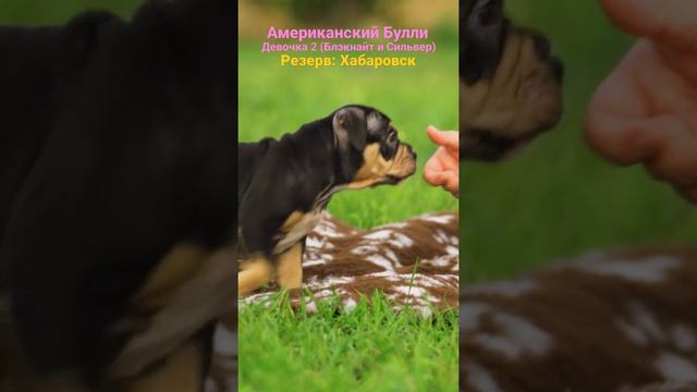 Американский Булли. Девочка 2 (Блэкнайт и Сильвер). Щенок зарезервирован в Хабаровск. смотреть онлайн