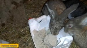 ЧЕМ кормить кроликов ЗИМОЙ.СОЛЬ для кроликов.