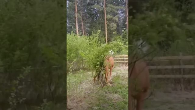 FUNNY CATS and DOGS 🐱🐶 & BIRDS, HORSES 🐾 New Funniest Animals Videos 2023 😂 смотреть онлайн