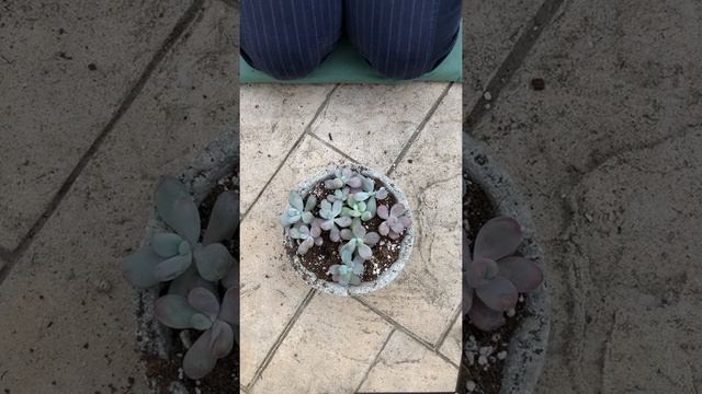Arranging Pachyphytum Oviferum "Pink Moonstones" смотреть онлайн