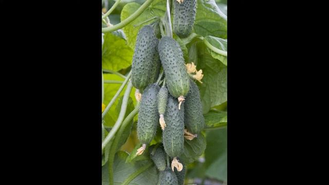 Обзор сорта огурцов 