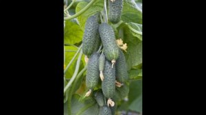 Обзор сорта огурцов "Серпантин" (характеристики, свойства, фото)