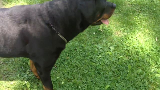 Rottweiler Home Protection Test смотреть онлайн