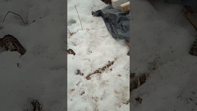ПРИКОП. МЫШИ ПОЖРАЛИ НОВИНКИ. смотреть онлайн