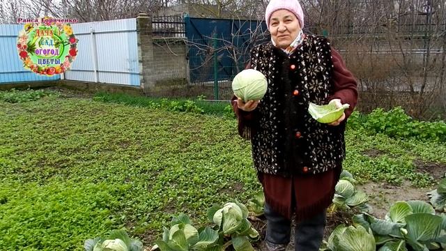 Собираем урожай белокочанной капусты на Старый Новый год. Волшебный 2021 год! смотреть онлайн