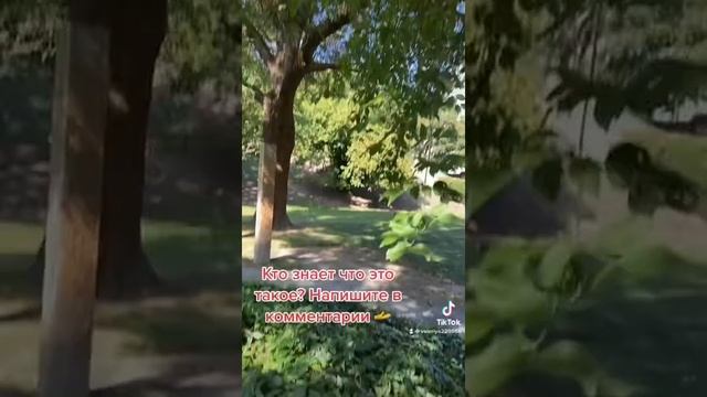 Что это за ягоды? Напишите в комментарии ✍️ Германия ?? Пайне город смотреть онлайн