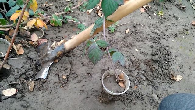 РАЗМНОЖЕНИЕ ЕЖЕВИКИ И ПОДГОТОВКА САЖЕНЦЕВ К ЗИМОВКЕ смотреть онлайн