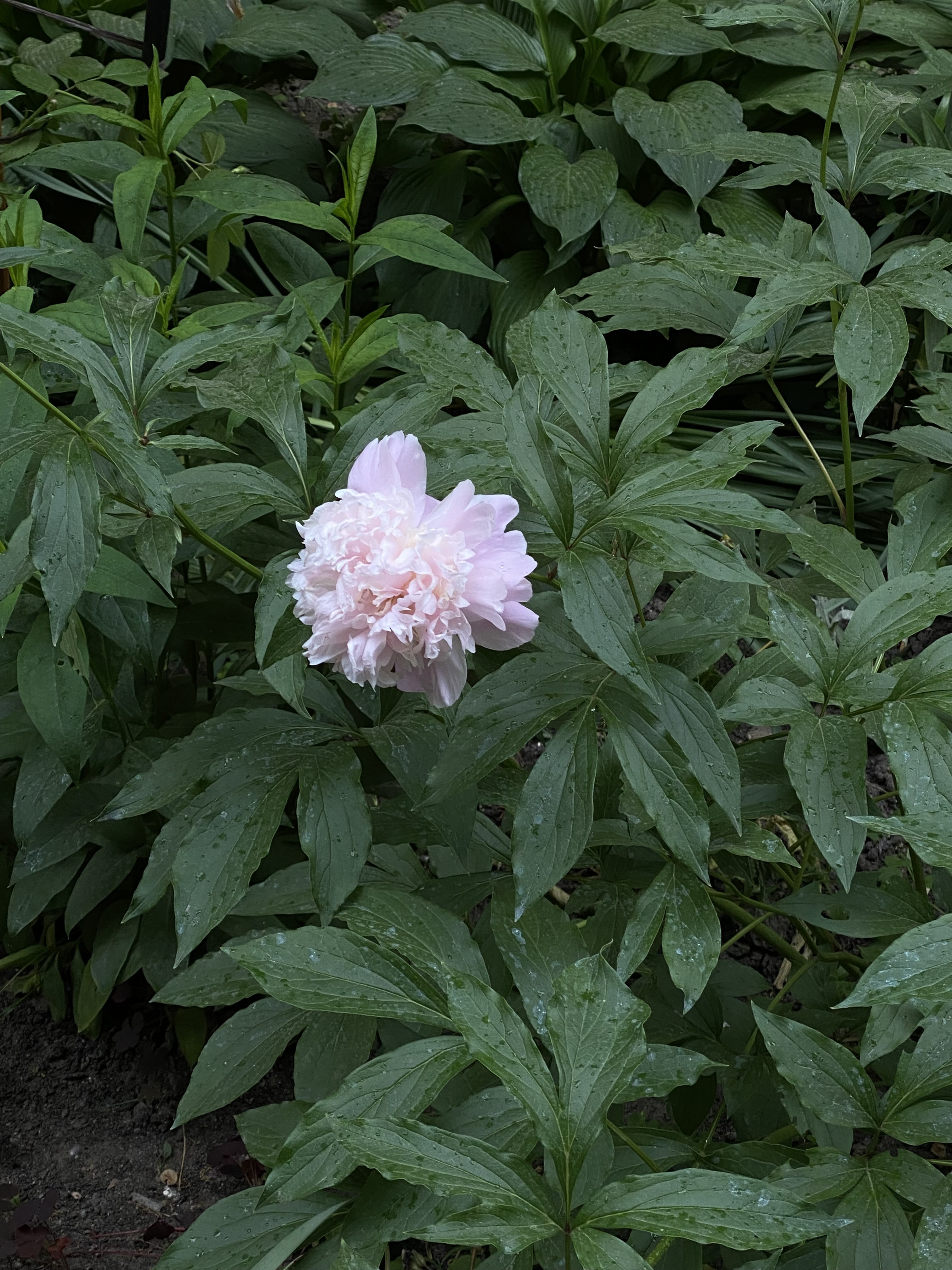 Аромат Ванили ?