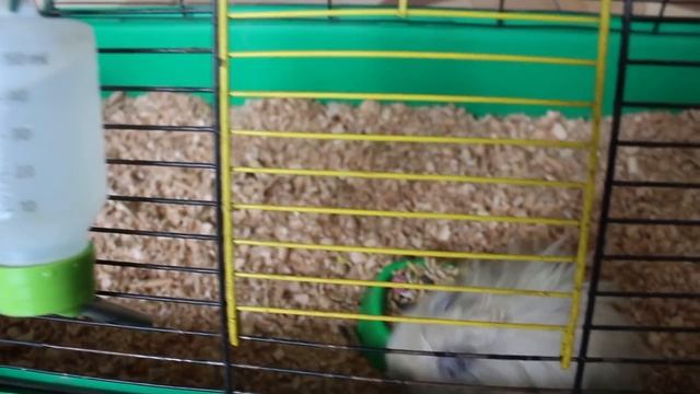 Уборка у всех хомяков. У Борьки опухоль. смотреть онлайн