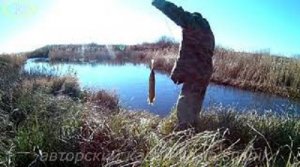 Рыбалка на щуку в ноябре на спиннинг с берега.