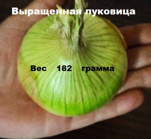 Выращивание крупного семейного лука-Видео № 1-Вступление-цель и способы-Полный цикл