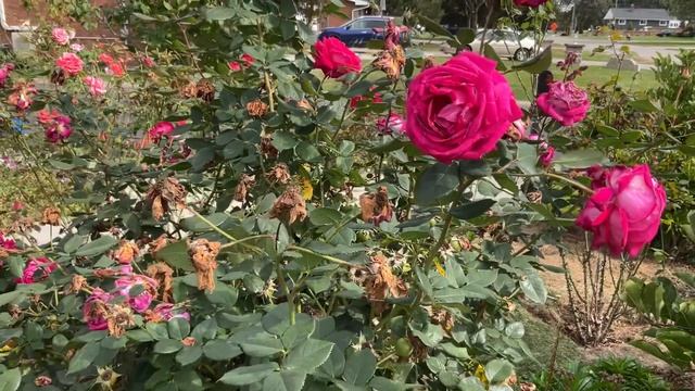 Октябрь. Роза сорт Свит Спирит( Сладкая Душа). Rose Sweet Spirit in October, very healthy смотреть онлайн
