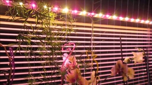 Фитолампы для растений .Преимущества, полезные свойства. Как правильно выбрать. смотреть онлайн