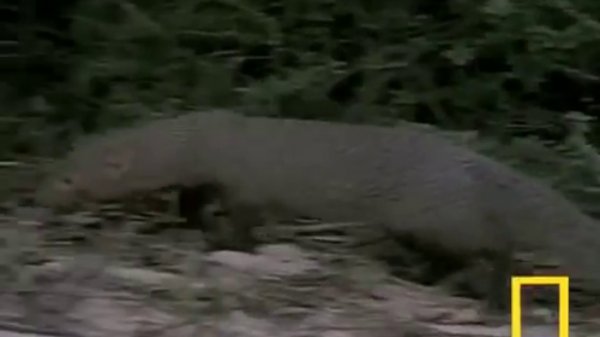 Мангуст против кобры