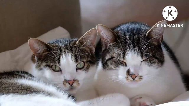Учим животных на английском языке/ корова/ собака/ осел/ лошадь/ бык/ кошка/ смотреть онлайн