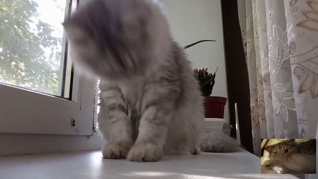 + и — Британской-Длинношерстной породы кошек //Катерина Владимировна смотреть онлайн